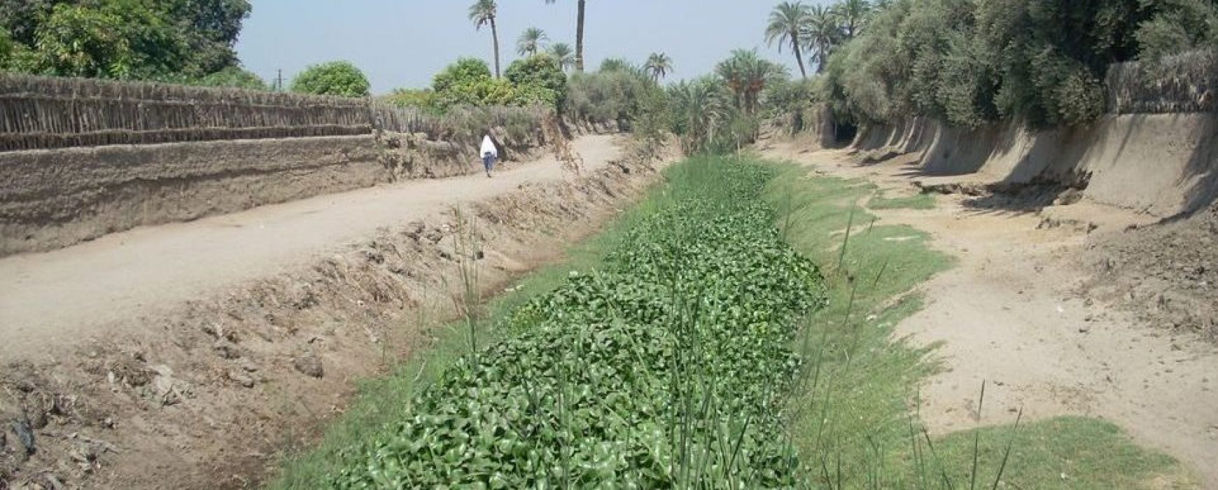 Assessment of the development of infestation of water hyacinths, EGYPT/SUDAN