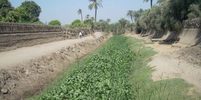 Assessment of the development of infestation of water hyacinths, EGYPT/SUDAN