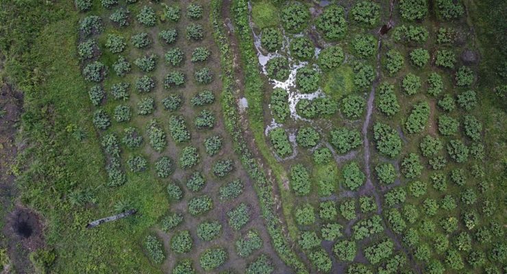 Reportage de RFI sur le projet de zonage agro-écologique de la Guinée