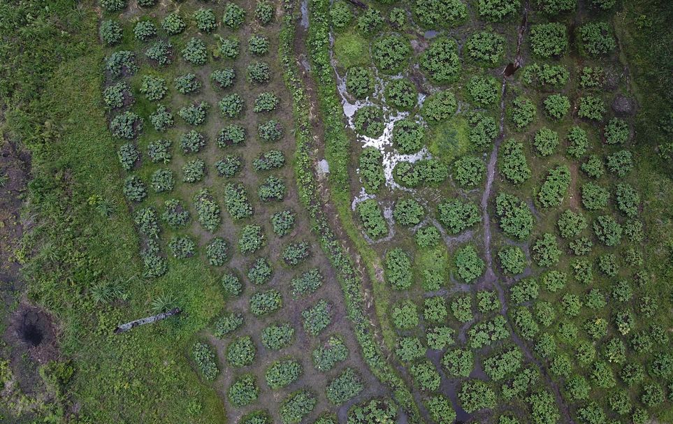 Zonage agro-écologique, GUINÉE