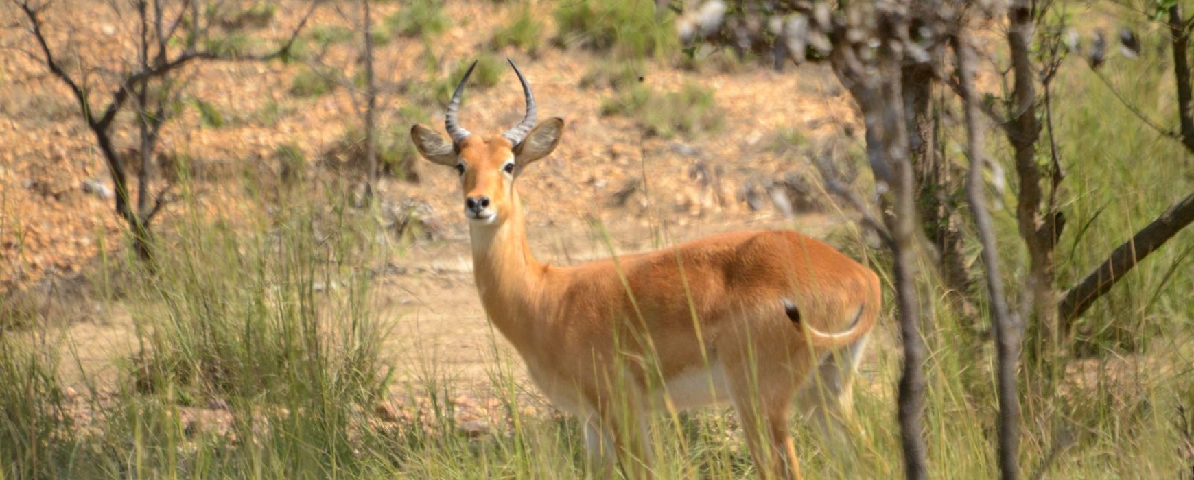 Ivory Coast national forest and wildlife inventory: the completion rate is close to 80%