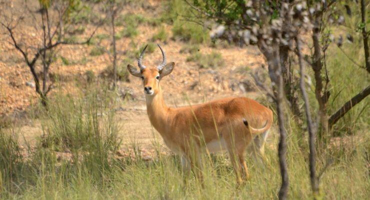 Ivory Coast national forest and wildlife inventory: the completion rate is close to 80%