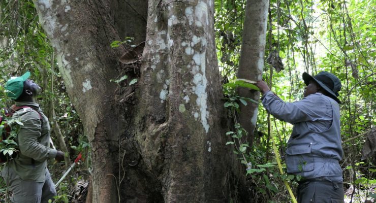 L’inventaire forestier et faunique national (IFFN) présentera ses résultats le 29 juin 2021