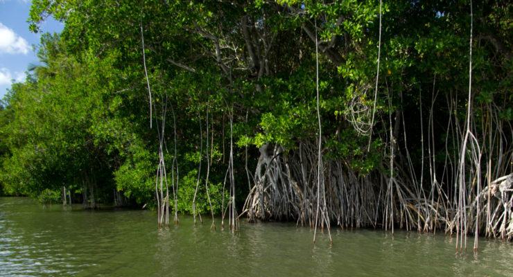 Haiti: production of a carbon storage assessment methodology