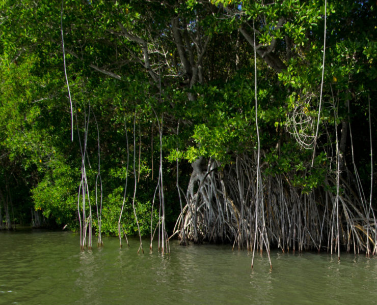 Haiti: production of a carbon storage assessment methodology